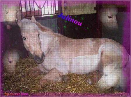 jalinou