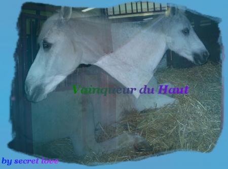 vainqueur du haut